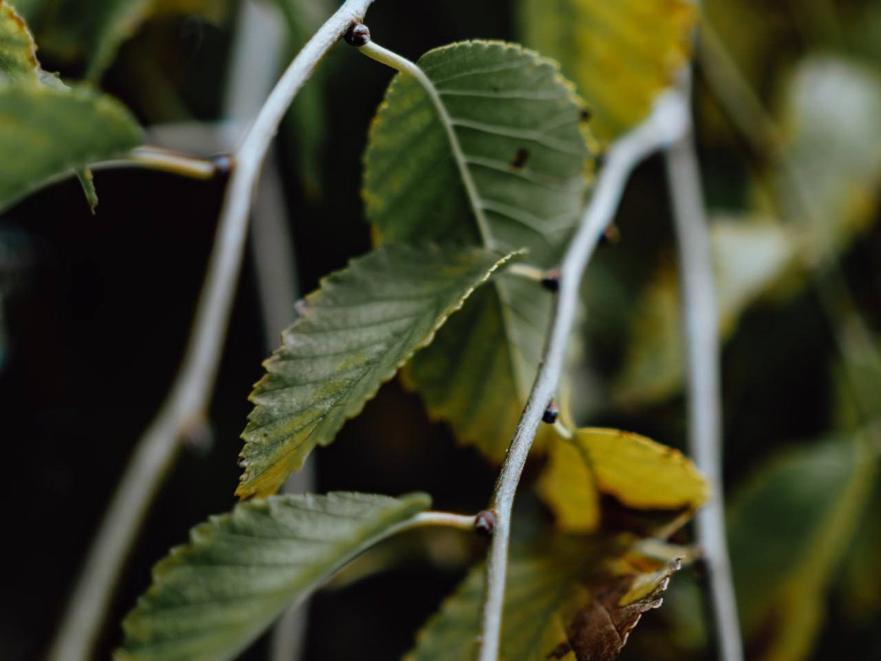 Красоты осени. Мэрия сообщает Красоты осени. Мэрия сообщает