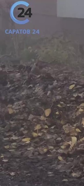 Туманным утром перед работой саратовцы встретили белочек