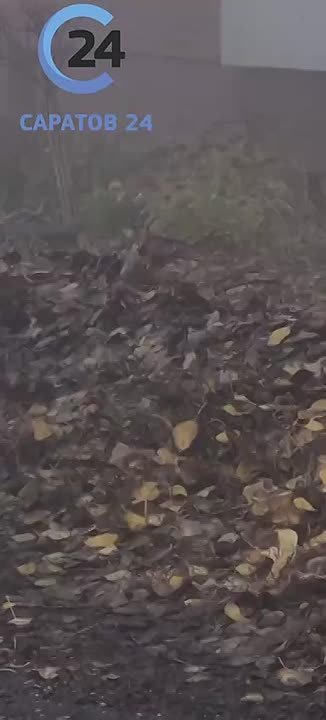 Туманным утром перед работой саратовцы встретили белочек