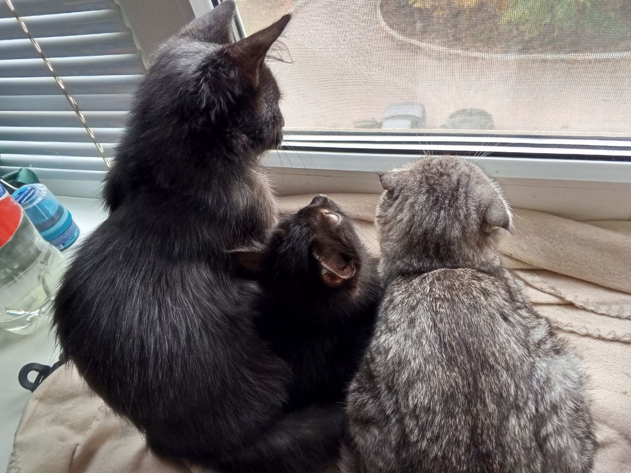 Сегодня - 31 октября, пятница