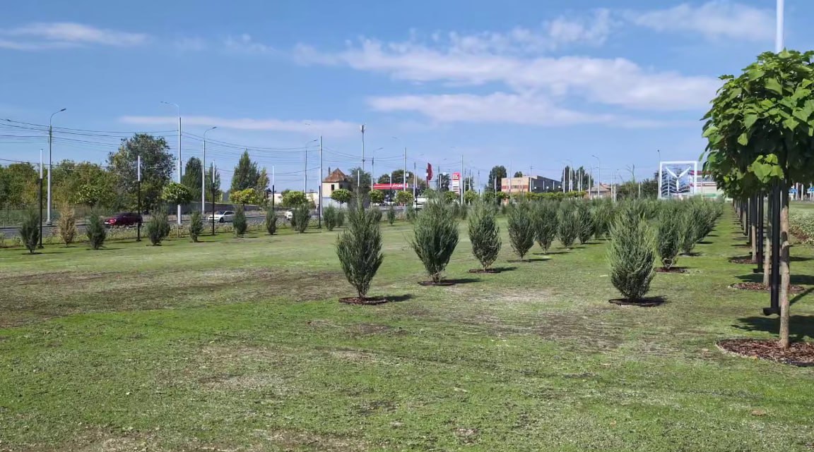 В Саратове создадут интерактивную карту зеленых насаждений