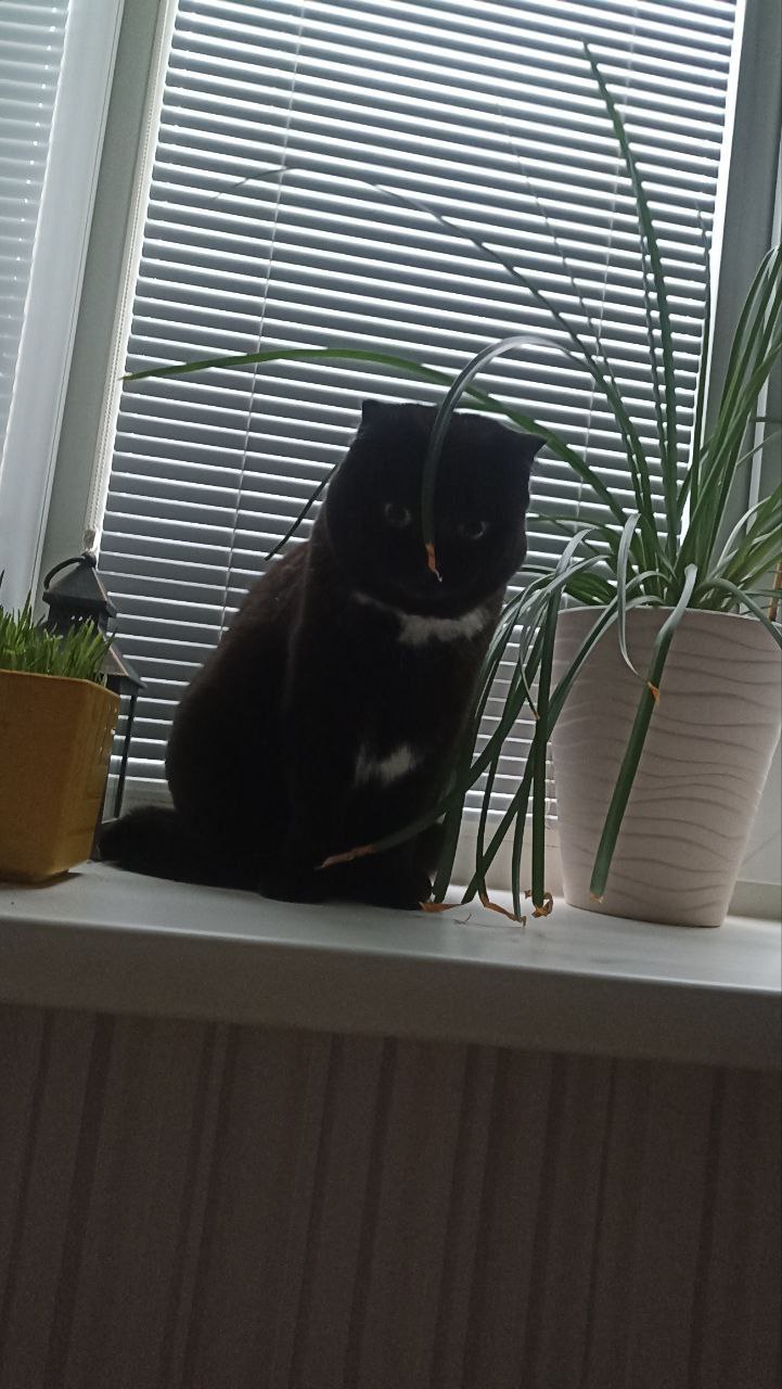 Сегодня - 31 октября, пятница Сегодня - 31 октября, пятница