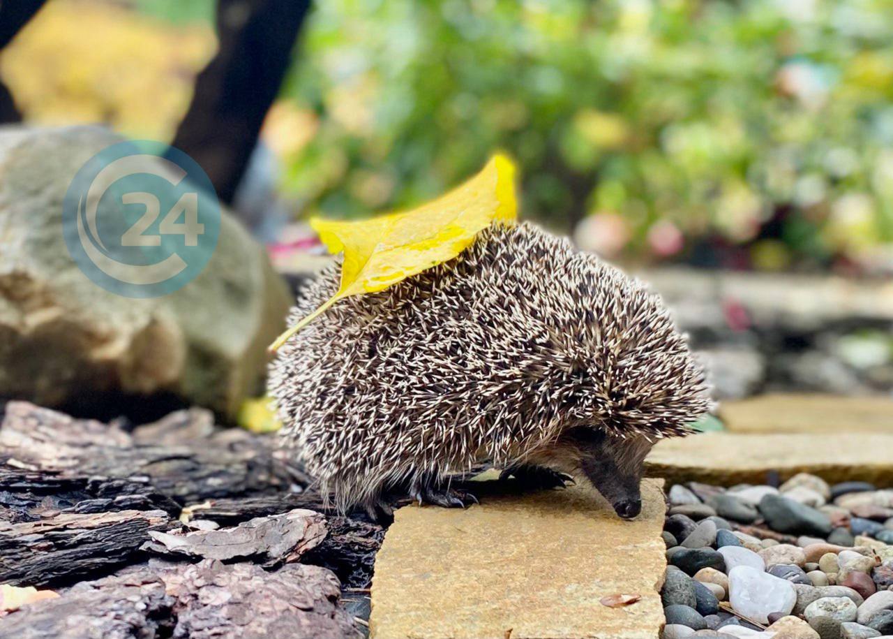Ежика встретил саратовец на своем участке Ежика встретил саратовец на своем участке