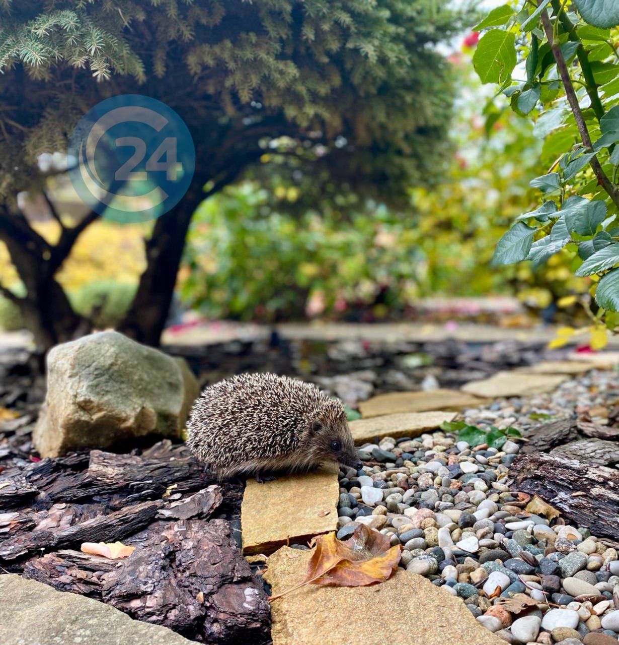 Ежика встретил саратовец на своем участке