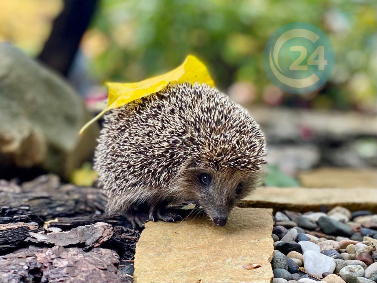 Ежика встретил саратовец на своем участке Ежика встретил саратовец на своем участке
