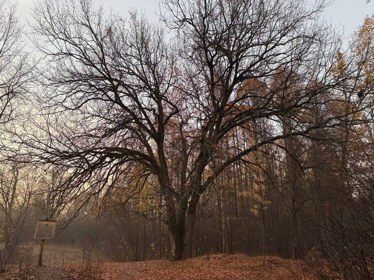Назван точный возраст дуба-великана из Тинь-Зиня в Энгельсе Назван точный возраст дуба-великана из Тинь-Зиня в Энгельсе