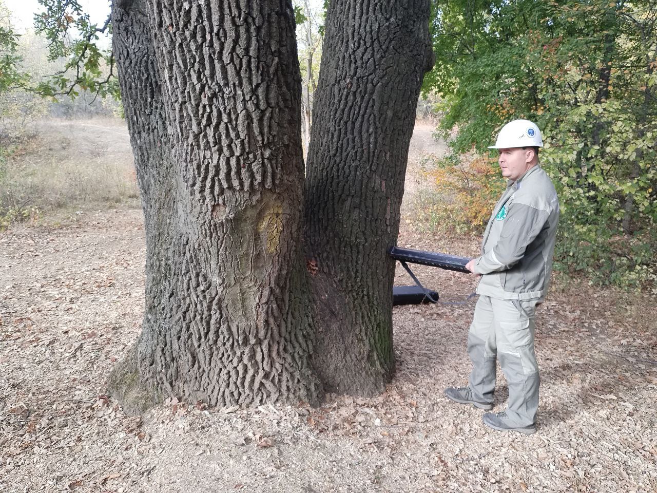 Назван точный возраст дуба-великана из Тинь-Зиня в Энгельсе Назван точный возраст дуба-великана из Тинь-Зиня в Энгельсе