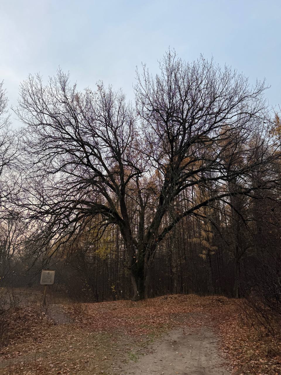 Назван точный возраст дуба-великана из Тинь-Зиня в Энгельсе Назван точный возраст дуба-великана из Тинь-Зиня в Энгельсе