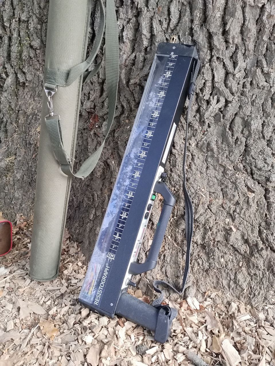 Назван точный возраст дуба-великана из Тинь-Зиня в Энгельсе Назван точный возраст дуба-великана из Тинь-Зиня в Энгельсе