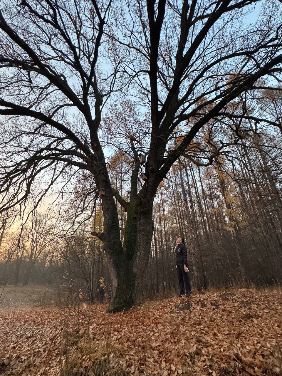 Назван точный возраст дуба-великана из Тинь-Зиня в Энгельсе Назван точный возраст дуба-великана из Тинь-Зиня в Энгельсе