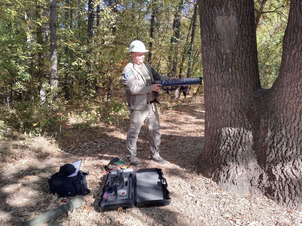 Назван точный возраст дуба-великана из Тинь-Зиня в Энгельсе