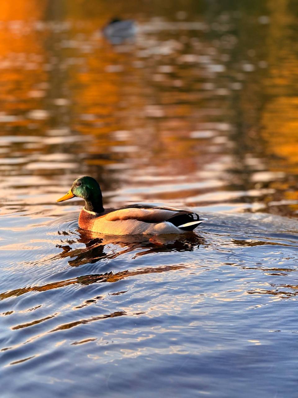 Осенняя атмосфера города. Мэрия сообщает Осенняя атмосфера города. Мэрия сообщает