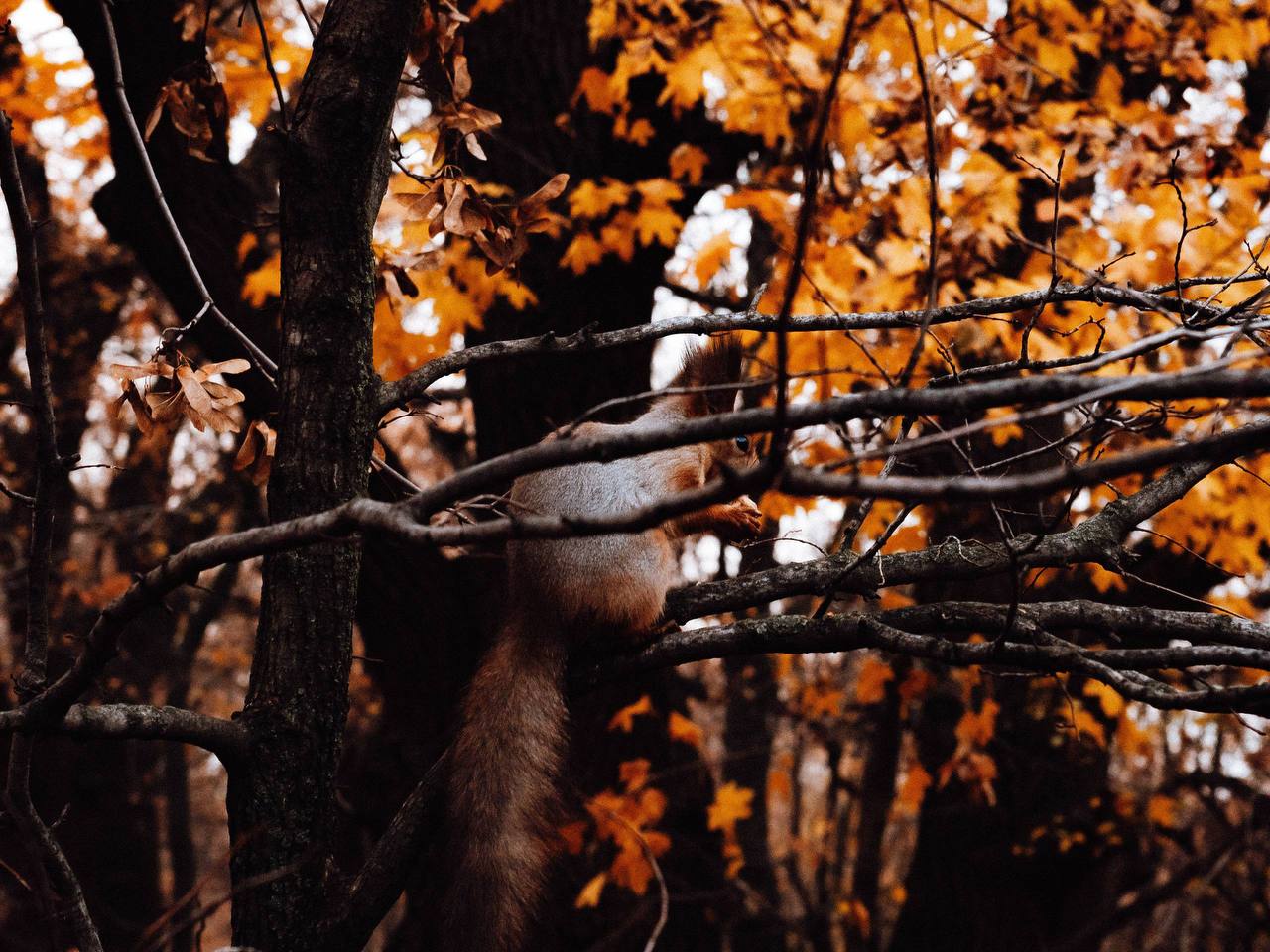 Осенняя атмосфера города. Мэрия сообщает Осенняя атмосфера города. Мэрия сообщает