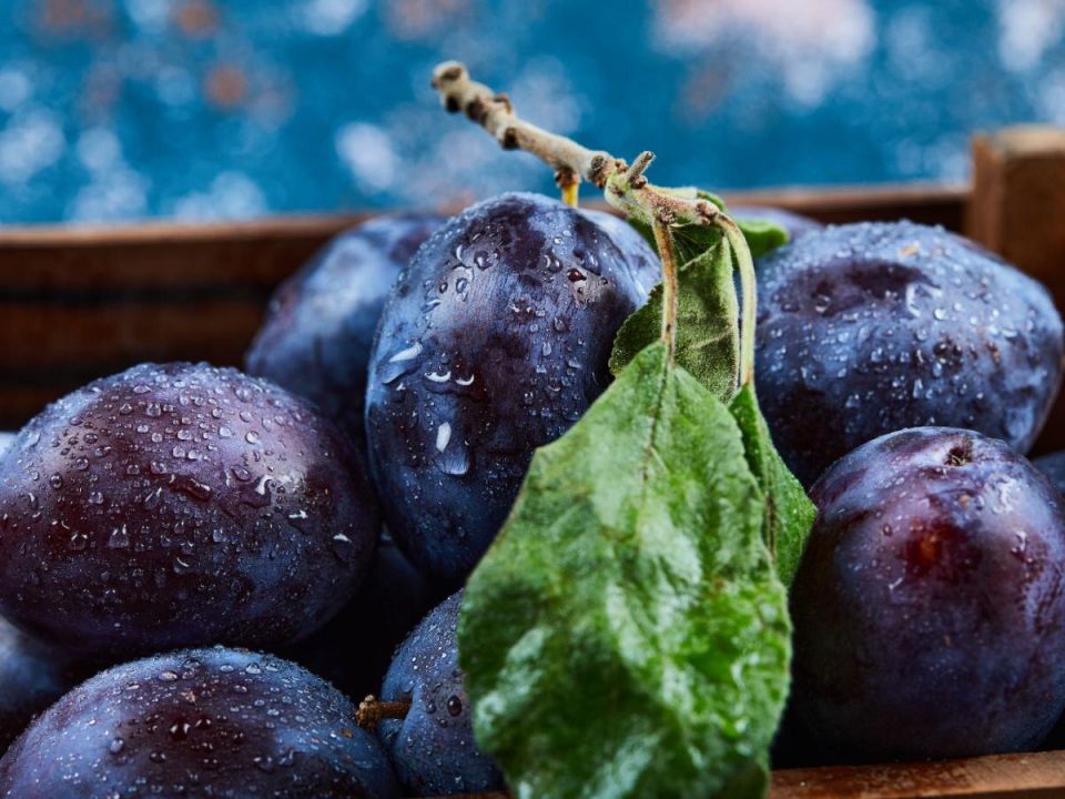 Как сохранить урожай сливы в этом летнем сезоне: советы для дачников