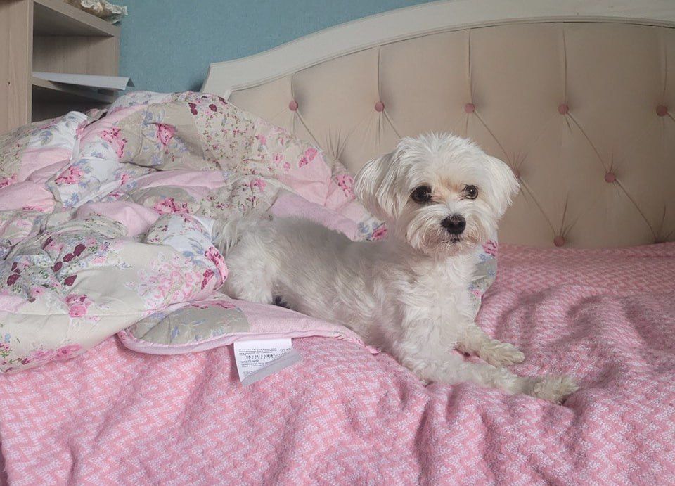 Ученые выяснили, какие эмоции есть у собак