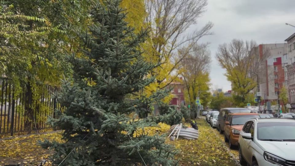 1 В Саратове высадили более ста уникальных деревьев в рамках программы озеленения