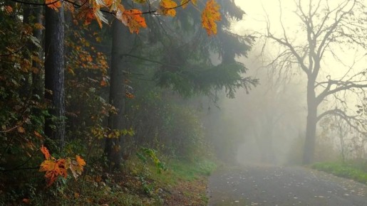 По данным Гидрометцентра 05.11.2025 на территории Саратовской области облачно с прояснениями, без осадков