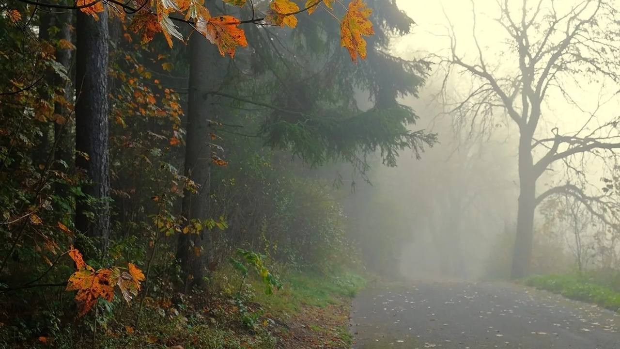 По данным Гидрометцентра 05.11.2025 на территории Саратовской области облачно с прояснениями, без осадков