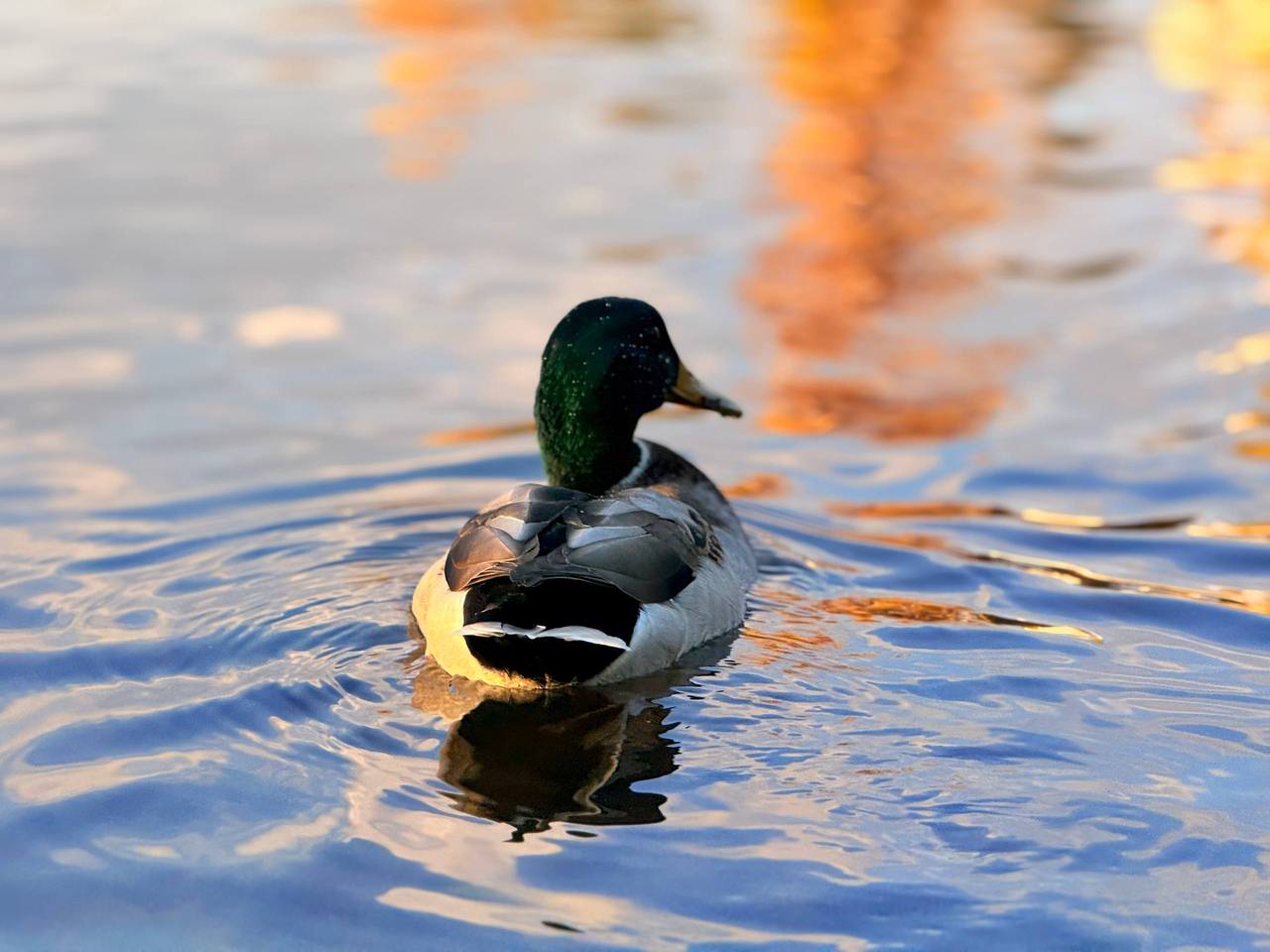 В ритме осени В ритме осени
