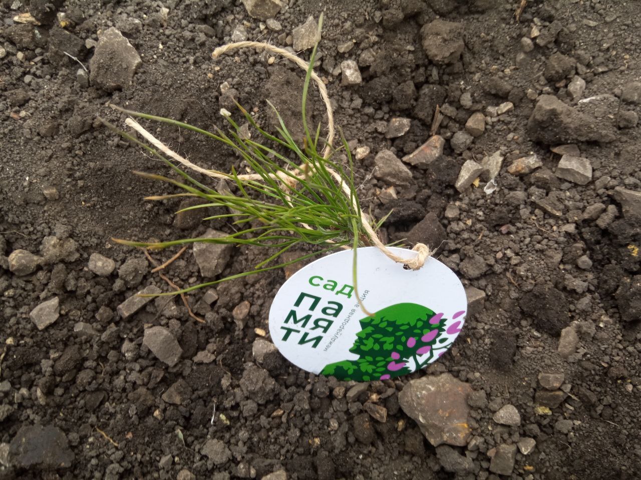 В Саратовской области за год высадили 12 млн деревьев