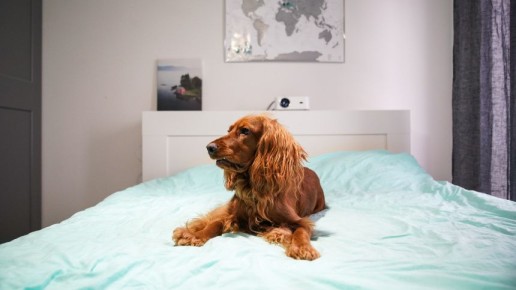 Нормы для домашних животных: в России обсуждают новые правила содержания питомцев