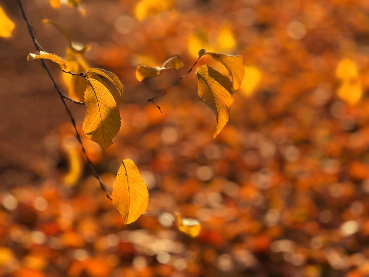 В ритме осени В ритме осени