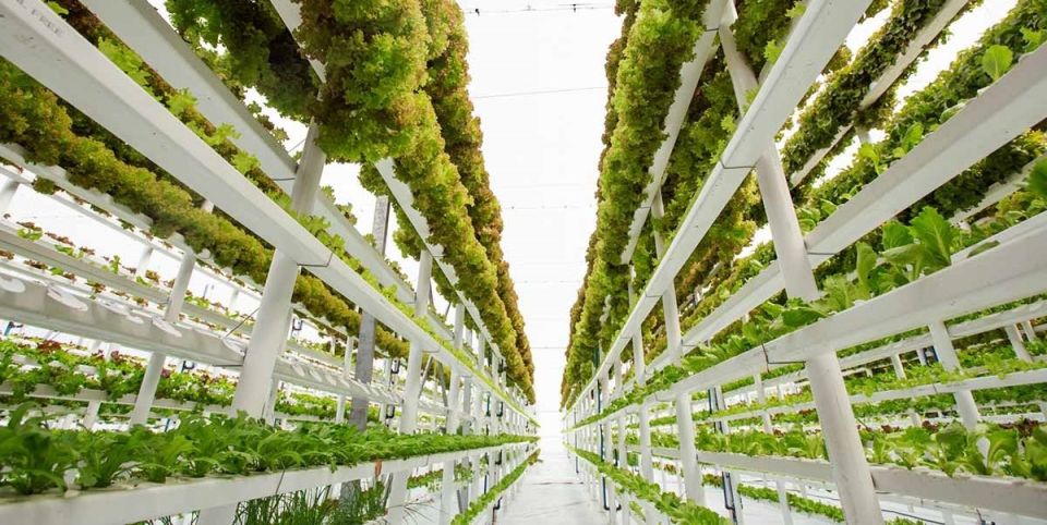 Вертикальные фермы: как городские оазисы спасают нас от продовольственного кризиса