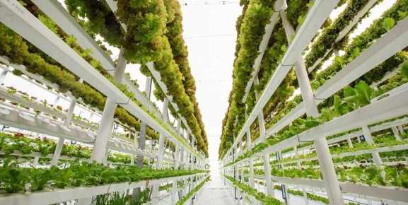 Вертикальные фермы: как городские оазисы спасают нас от продовольственного кризиса