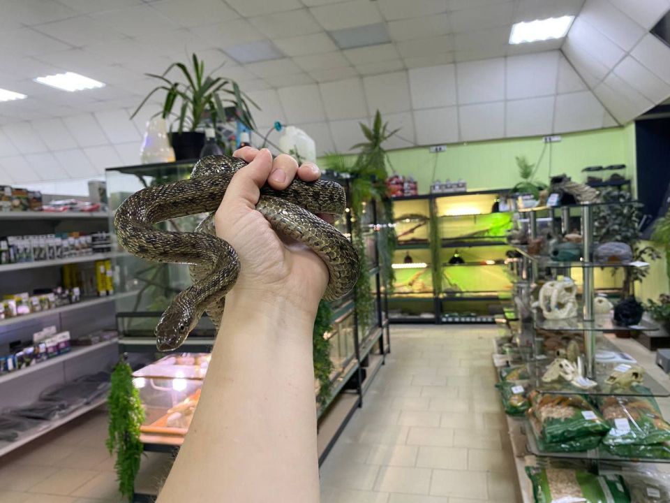 В центре Саратова в квартиру заползла змея В центре Саратова в квартиру заползла змея