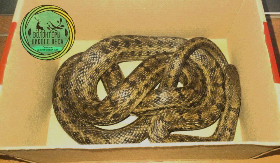 В центре Саратова в квартиру заползла змея