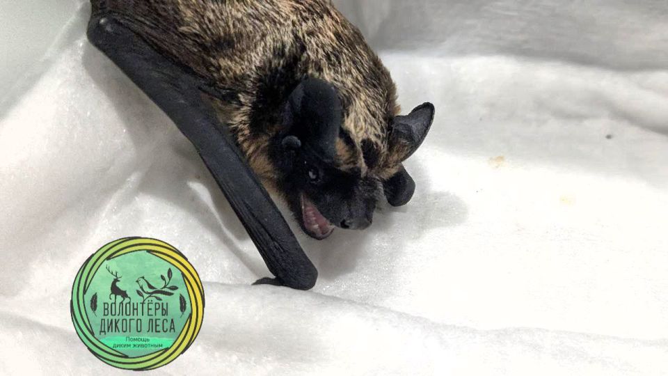 В центре Саратова в квартиру заползла змея В центре Саратова в квартиру заползла змея