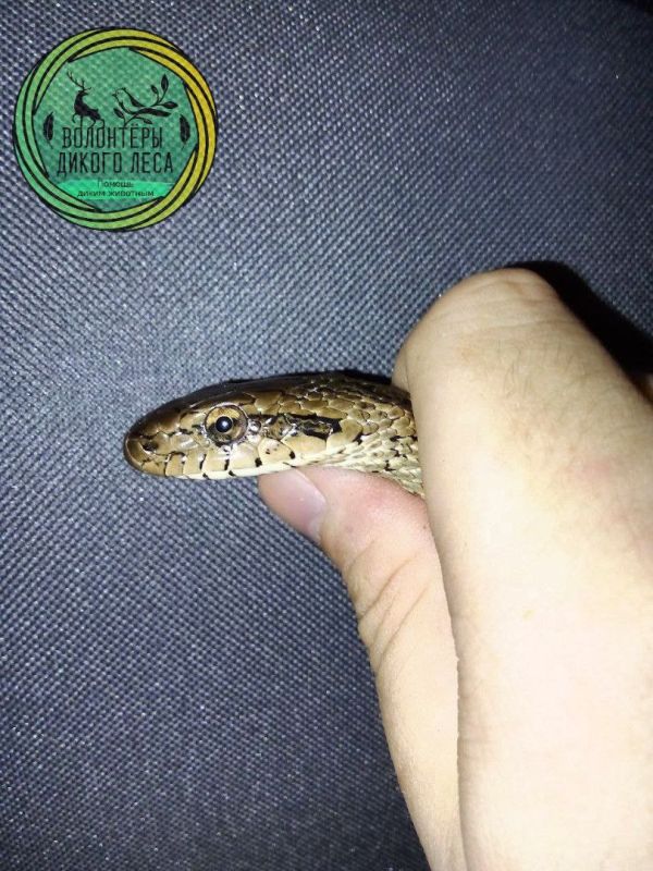 В центре Саратова в квартиру заползла змея В центре Саратова в квартиру заползла змея