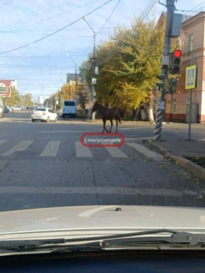 В Энгельсе разыскивают лошадь