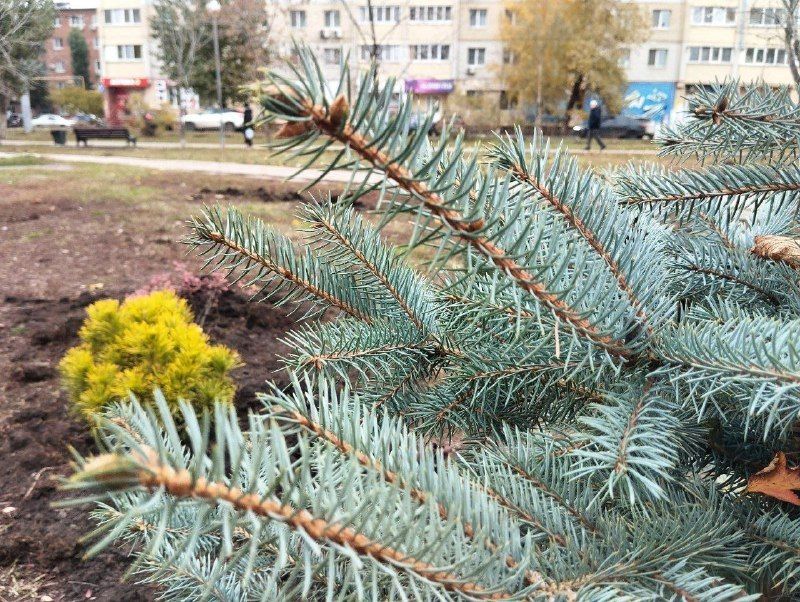 В Энгельсе высажено уже более 600 деревьев и кустарников