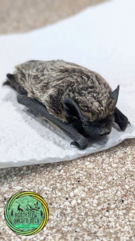 В центре Саратова в квартиру заползла змея В центре Саратова в квартиру заползла змея