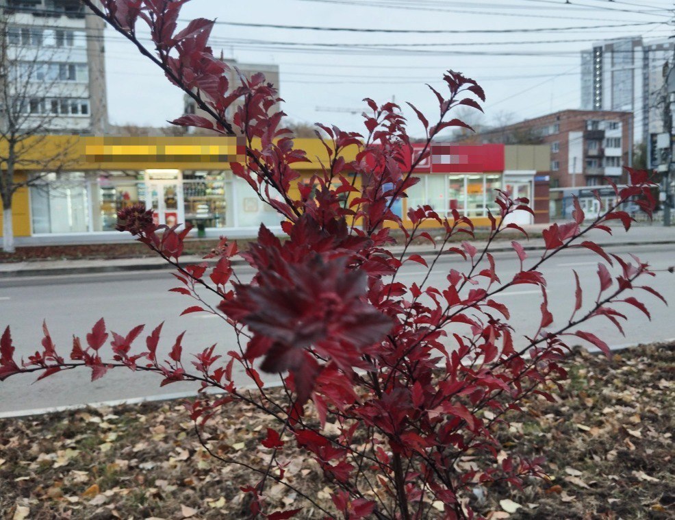 На разделительной полосе по улице Тельмана продолжается высадка деревьев и кустарников На разделительной полосе по улице Тельмана продолжается высадка деревьев и кустарников