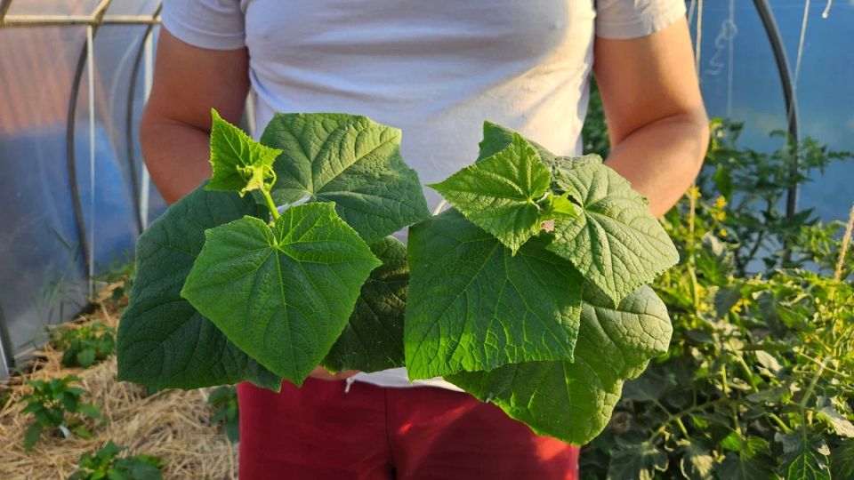 Три сомнительные добавки для дачи: почему стоит их избегать