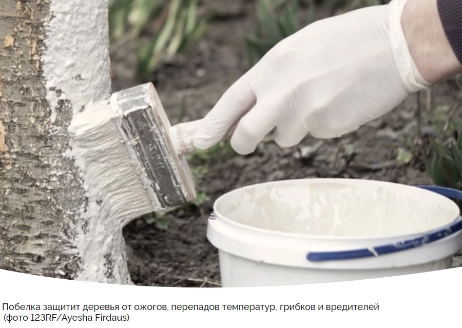 Как защитить свой сад в ноябре: секреты против морозов и вредителей