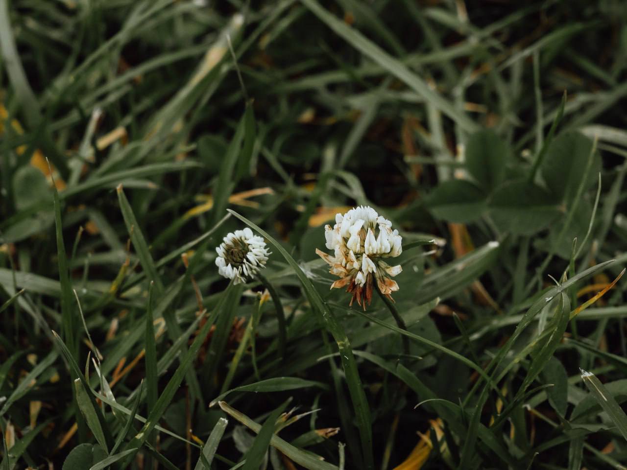 Прекрасная осенняя пора. Мэрия сообщает Прекрасная осенняя пора. Мэрия сообщает