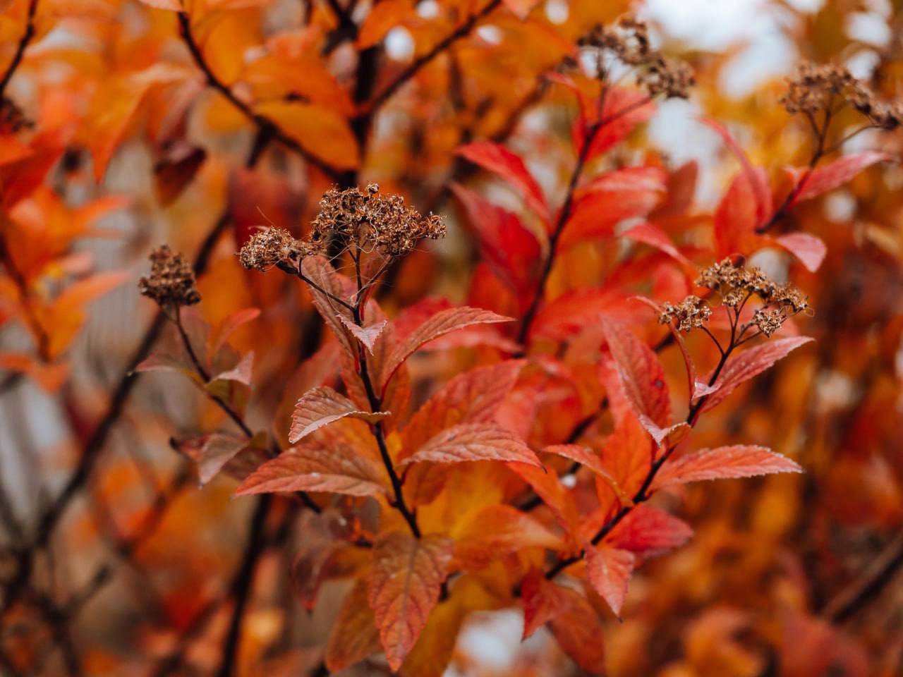 Прекрасная осенняя пора. Мэрия сообщает Прекрасная осенняя пора. Мэрия сообщает