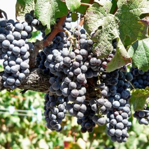 Секреты зимнего ухода за виноградом: простое размножение и забота о саженцах