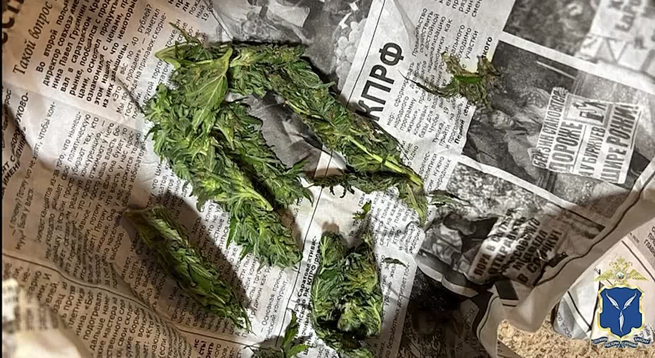 В Саратовской области оперативники пресекли сбыт местным дачником почти 5,5 кг марихуаны