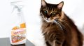 Коты в доме: радость и неожиданные «ароматы»