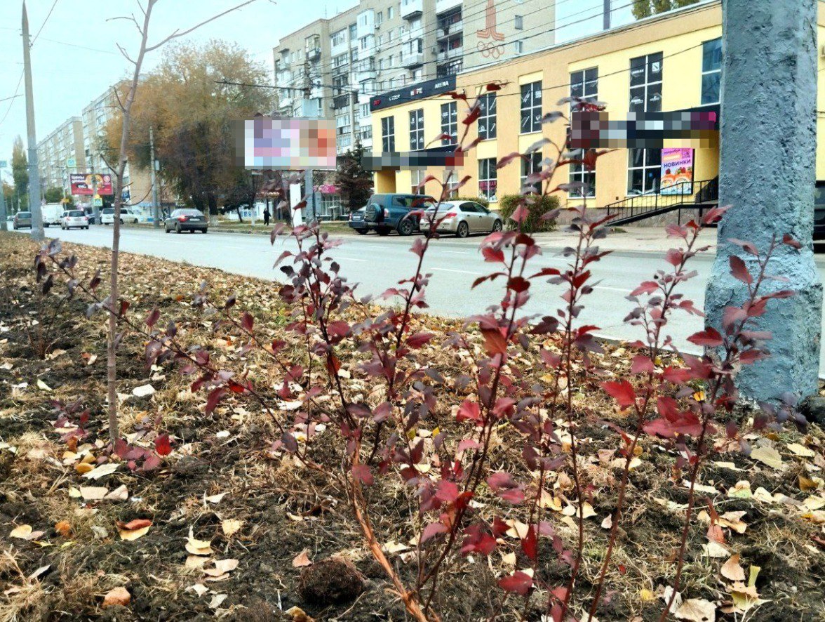 На разделительной полосе по улице Тельмана продолжается высадка деревьев и кустарников На разделительной полосе по улице Тельмана продолжается высадка деревьев и кустарников