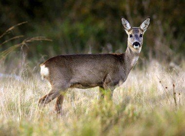 Браконьера оштрафовали за незаконную охоту