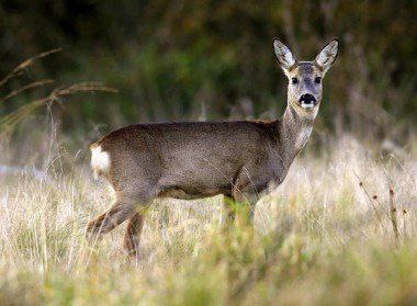 Браконьера оштрафовали за незаконную охоту
