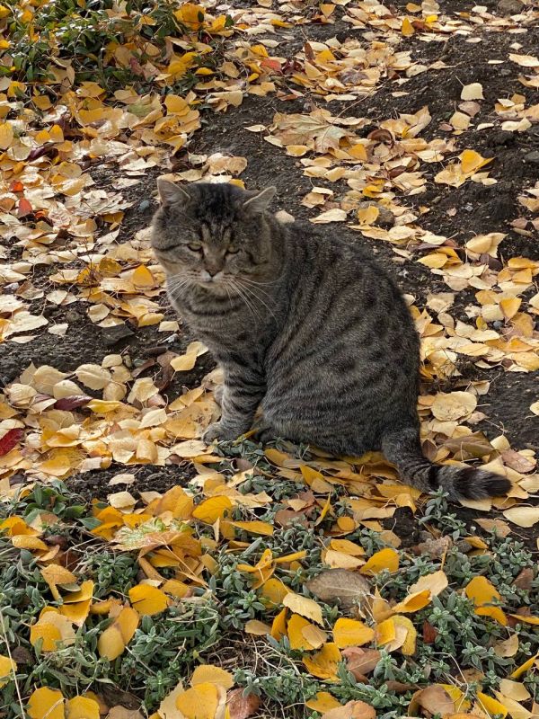 Сегодня - 7 ноября, пятница