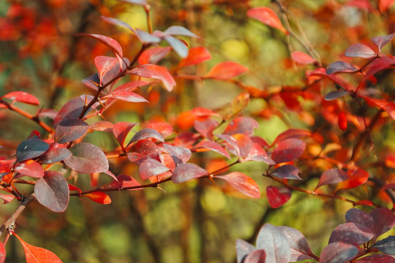 Осень не перестает удивлять Осень не перестает удивлять