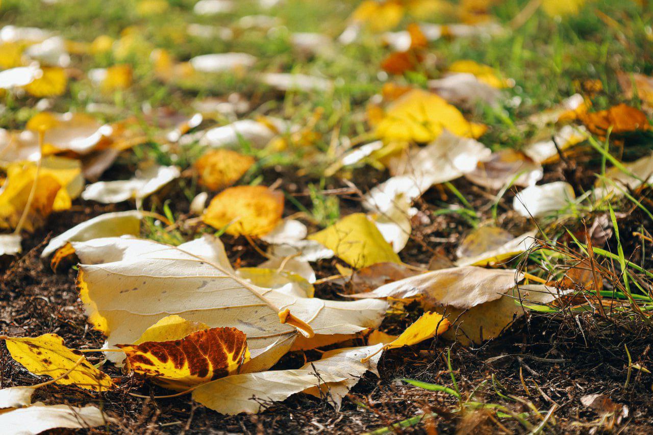 Эта особенная прощальная красота осени Эта особенная прощальная красота осени