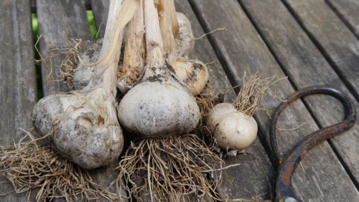 После уборки храните чеснок только так: самый быстрый и простой способ